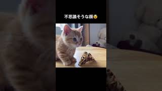 不思議そうな顔が可愛い子猫【短足マンチカンのうなぎ】