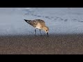 波打ち際で採餌中のヒメウズラシギ（baird s sandpiper の近撮