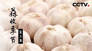 《蒜收季节》第二集 蒜农的选择 | CCTV纪录