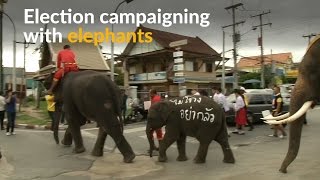 Thai authorities are on the campaign trail...with elephants