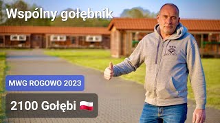 MWG Rogowo 2023 - Mamy już przyjętych 2100 gołębi 🇵🇱💪🤩 ( Co nowego ? )