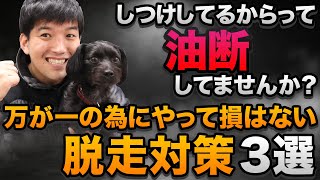 【しつけしてても危険！】いつ起きるか分からない脱走の対策3選！