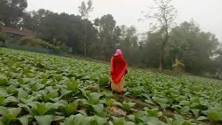 গ্রামের মনোমুগ্ধকর দৃশ্য ও প্রকৃতির স্নিগ্ধ সৌন্দর্য | Tranquil Natural Beauty of village