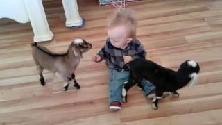 Baby and Baby Goats