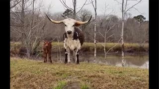 Longhorn, Horses, and a cup of Coffee