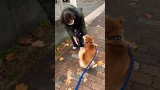 柴犬福 おばあさんと外で会った時の柴犬🤣Grandma and Dog🤣#shorts #funny #dogshorts #comedy #柴犬 #shibainu #시바견