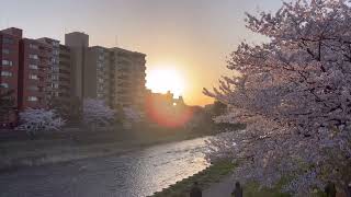 【街歩き】桜満開の浅野川沿いを散歩 【金沢】