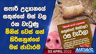 හම්බන්තොට සෆාරි උද්‍යානයේ සතුන් මරා මස් වෙළදාම් කරන අලුත් ජාවාරමක් | NAi FM NEWS