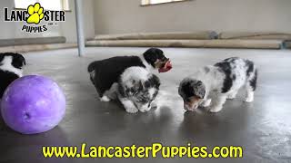 Sweet Welsh Corgi Puppies