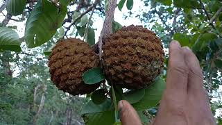 um ouro do cerrado araticum annona crassiflora