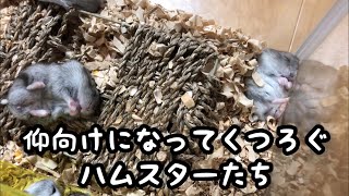 【ジャンガリアン】仰向けでエサを食べる２匹のハムスター