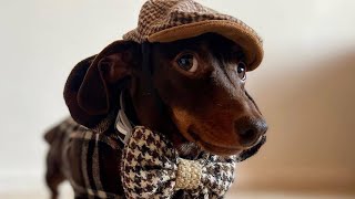 Miniature Dachshunds clever and smart Videos compilation 2021 Funny sausage dogs videos2021