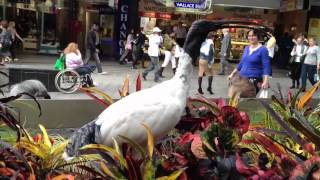 オーストラリアの野鳥 クロトキ Australian White Ibis at Brisbane Australia