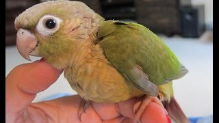 Hand Feeding Parrots Part 3 -- Green Cheek Conures