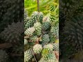 cactus cactus plant കള്ളിമുൾച്ചെടി