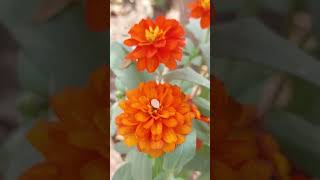 Zinnia Flower / জিনিয়া ফুল /