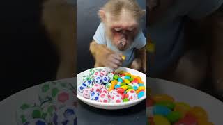 Monkey Review Green Lipstick Candy balls and chocolate🤔@ReviewAnimal999 #monkey #candy
