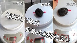 剛孵化烏龜怎麼照顧??三個月分享心得【九桃分享養爬蟲-《Reptiles》】