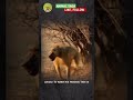 Monkey Gang vs Wild Dog Pack: Who Will Win This Epic Savanna Showdown? | #wildlife #shortsfeed