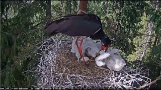 Melnais stārķis~ Gaja steps on the neck from a chick~3:55pm 2018/06/05