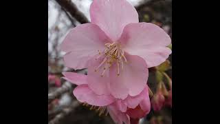 2024年2月2日岩本山公園の梅の花見頃、河津桜も咲き始め。 #s#いやし #自然 horts s