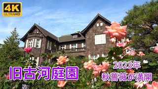 旧古河庭園 秋バラが満開 2023年