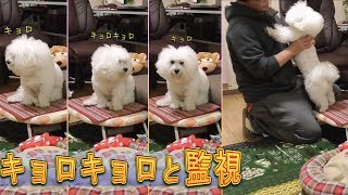 キョロキョロと飼い主を監視してるとき！ビションフリーゼ