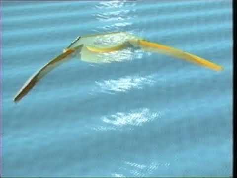 Wavedragon Youtube