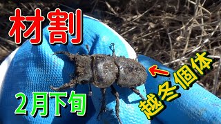 【昆虫採集】2021年2月下旬　河川敷ヤナギのポイントで材割採集 【Insect collecting】