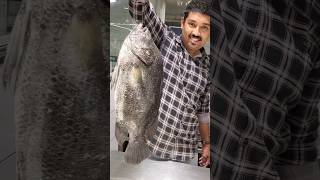 കടൽ കരിപ്പിടി# KADAL KARIPPIDI#SEA ANABAS#SHORTS