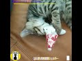 【qol南大阪保護猫シェルター】譲渡から1ヶ月。里親さんからモグワイちゃんの動画が届きました！