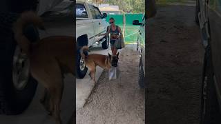 Dog Helps Bring In Grocery Bags #dog #belgianmalinois #doghelper