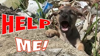 Rescue stray dog ​​on an empty road, the poor dog screams for help because of hunger in the hot sun