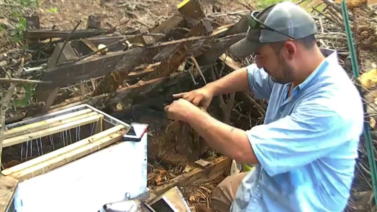 Bee Removal Under Brush In Weslaco, Tx- By Luis Slayton Of Bee Strong ...