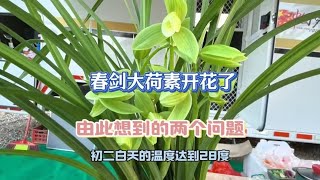 春剑大荷素开花了由此想到的两个问题和建议！