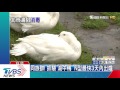 碧湖公園「死鴨」染禽流！　「n型」未明持續消毒