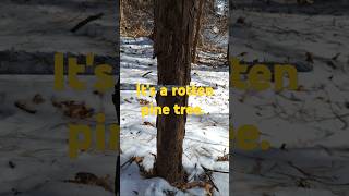 잣나무숲 톱으로 잡목제거 #asmrvideo #healing #asmr #asmrsounds #healing #relax #tree #sawing #short #shorts