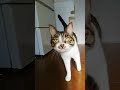 普段めったに鳴かない猫が大きくつぶやいた瞬間を捉えたよ。✨ おとなしすぎる猫 めったに鳴かない猫 貴重な鳴き声