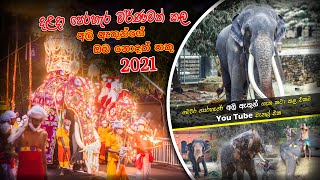 2021 ශ්‍රී දළදා මහ පෙරහැර වර්නවත් කල  දැවැන්තයන් ගේ මෙතෙක් ඔබ නොදුටු අපූරු තතු විත්ති |  Episode 01