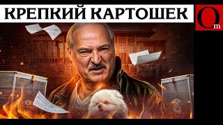 Лукашенко не хотел идти на выборы в седьмой раз, но шпиц Умка уболтал