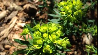 Cypress Spurge