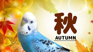 2016・秋　うめ1才4ヶ月　セキセイインコ・Budgerigar