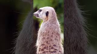 Finding Timon in the Wild: A Meerkat Lookalike