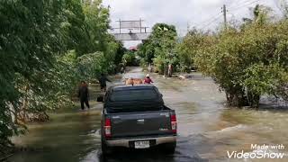 น้ำท่วมจังหวัดยโสธร สถานการณ์น้ำท่วมยโสธร น้ำท่วมบ้านกุดเป่ง อำเภอคำเขื่อนแก้ว Thailand Flooded