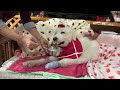 ペロリとケーキをたいらげて14歳になったルンルンです　great pyrenees　グレートピレニーズ