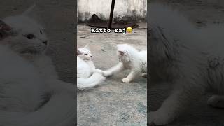 Kitto raj😂😂aaj kitto ne chici ko bhot mara #pushpa #pushpa2 #cat #funny #pets #petlover #kittey