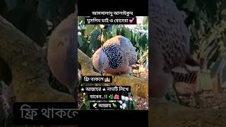 দেখুন পাখি কিভাবে আল্লাহর জিকির করে সুবহানাল্লাহ #ইসলামিক_ভিডিও #shortsfeed #trending #video #shorts