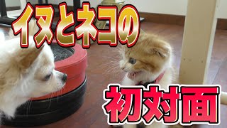 『※初対面』子猫をチワワがお出迎え！　初めて見る猫を受け入れてくれるのか！？　　スコティッシュフォールド