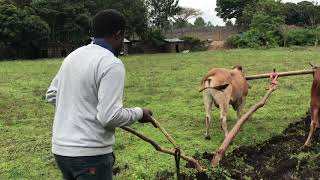 No tractor no problem in Ethiopia በከተማ ግብርና ስራ ለመስራት ባለን አቅም እና እውቀት የማሳ ዝግጅታችንን ጀምረናል!