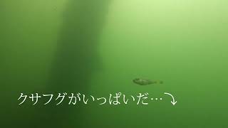 福田漁港の海の中が見隊【アジがいて欲しい…】